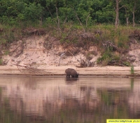 Дикий кабан Дикий кабан