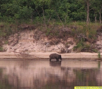 Дикий кабан Дикий кабан