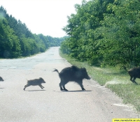 Стадо диких кабанов Стадо диких кабанов