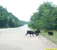 Стадо Стадо