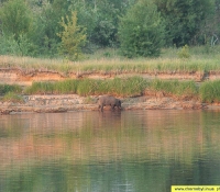 Кабан Кабан