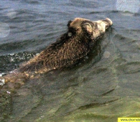 Кабан в реке Днепр Кабан в реке Днепр