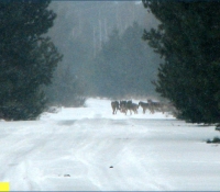 Фото волчьей стаи Фото волчьей стаи
