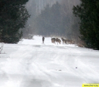 Волк фото Волк фото