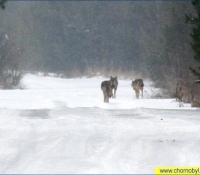 Волки Волки
