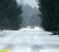 Волчья стая Волчья стая