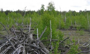 Фото - Рудий ліс ЧАЕС Фото - Рудий ліс