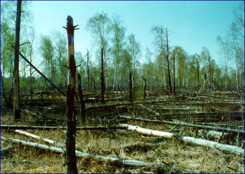 Погибшие деревья на участке Рыжий лес Рыжий лес фото