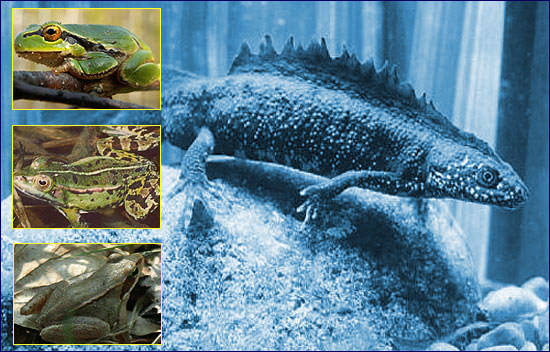 Тритон Тритон