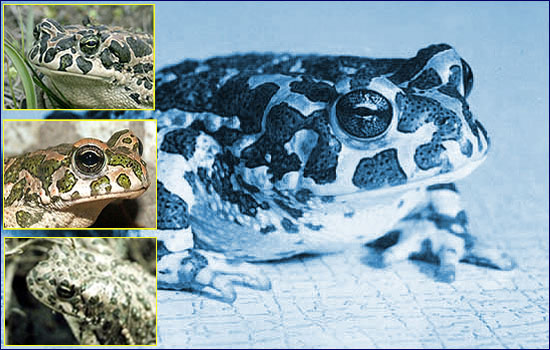 Зеленая жаба Зеленая жаба фото