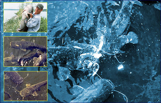 Канальный сом Канальный сом