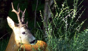 Косуля Косуля