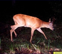 Косуля фото Косуля фото