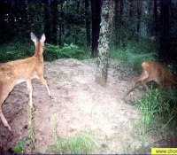 Косуля фото Косуля фото