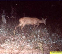Косуля фото Косуля фото