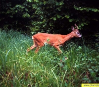 Косуля фото Косуля фото