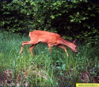 Косуля фото Косуля фото