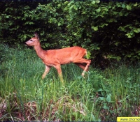 Косуля фото Косуля фото