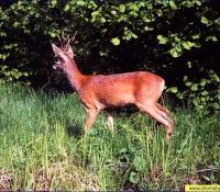 Косуля фото Косуля фото