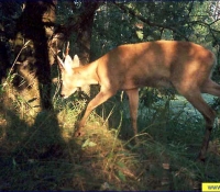 Косуля фото Косуля фото