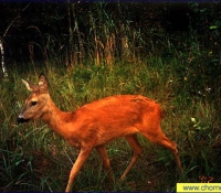 Косуля фото Косуля фото