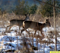 Косуля Косуля