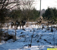 Косуля Косуля