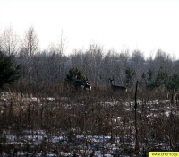 Косуля Косуля