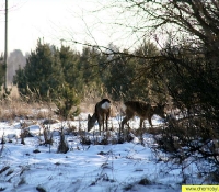 Косуля Косуля