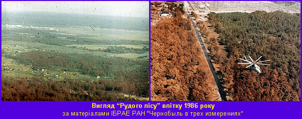 Рудий ліс в 1986 фото Рудий ліс в 1986 фото