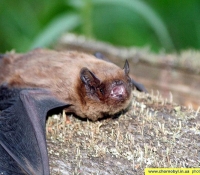 Малая вечерница фото Малая вечерница фото