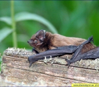 Малая вечерница фото Малая вечерница фото