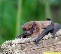 Малая вечерница фото Малая вечерница фото