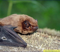 Малая вечерница фото Малая вечерница фото