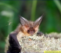 Ушан бурый фото Ушан бурый фото