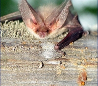 Ушан бурый фото Ушан бурый фото