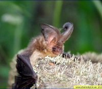 Ушан бурый фото Ушан бурый фото