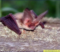 Чернобыль фото: Ушан бурый Чернобыль фото: Ушан бурый