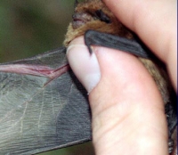 Нетопырь пигмей фото Нетопырь пигмей фото