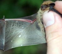 Нетопырь пигмей фото Нетопырь пигмей фото