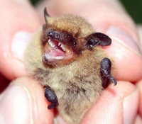 Нетопырь пигмей фото Нетопырь пигмей фото
