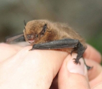 Нетопырь пигмей фото Нетопырь пигмей фото