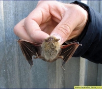 Летучая мышь: Нетопырь Летучая мышь: Нетопырь