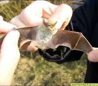 Летучая мышь: Нетопырь средиземноморский фото Летучая мышь: Нетопырь средиземноморский фото