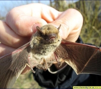 Летучая мышь: средиземноморский нетопырь  фото Летучая мышь: средиземноморский нетопырь  фото