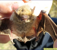 фото: средиземноморский нетопырь фото: средиземноморский нетопырь
