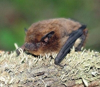 Нетопырь лесной: фото Нетопырь лесной: фото