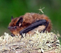 Нетопырь лесной: фото Нетопырь лесной: фото