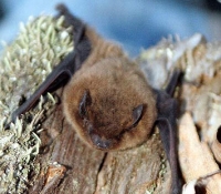 Нетопырь лесной: фото Нетопырь лесной: фото