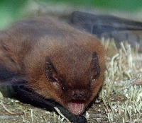 Нетопырь лесной: фото Нетопырь лесной: фото